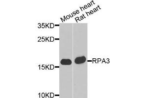 Western blot analysis of extracts of mouse heart and rat heart cells, using RPA3 antibody. (RPA3 抗体)