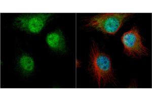 ICC/IF Image AUF1 antibody [N1C1] detects AUF1 protein at cytoplasm and nucleus by immunofluorescent analysis. (HNRNPD/AUF1 抗体)