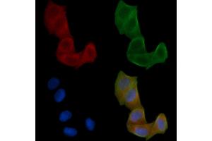 ABIN6259653 and ABIN6266917 staining Hela cells(24h of starvation treatment) by IF/ICC. (Serotonin Receptor 5A 抗体  (Internal Region))
