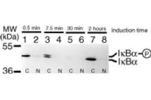 IκBα mAb tested by Western blot. (NFKBIA 抗体  (AA 32-291))