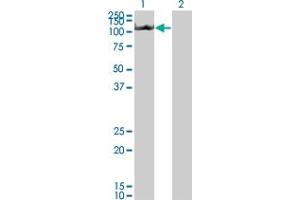 Western Blot analysis of NLRP3 expression in transfected 293T cell line by NLRP3 monoclonal antibody (M01), clone 3B1. (NLRP3 抗体  (AA 1-100))