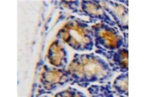 IHC-P analysis of Intestine tissue, with DAB staining. (APOC3 抗体  (AA 21-99))