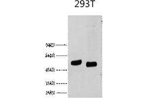 Western blot analysis of 293T, diluted at 1) 1:1000, 2) 1:2000.