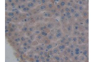 IHC-P analysis of Mouse Liver Tissue, with DAB staining. (DNASE1L2 抗体  (AA 28-232))