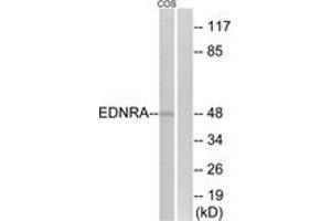 Western blot analysis of extracts from COS7 cells, using EDNRA Antibody. (Endothelin-1 Receptor 抗体  (AA 378-427))