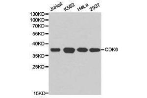 Western Blotting (WB) image for anti-Cyclin-Dependent Kinase 6 (CDK6) antibody (ABIN1871736) (CDK6 抗体)