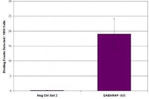 MITF antibody (mAb) tested by ChIP. (MITF 抗体  (N-Term))