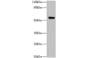 Western blot All lanes: LILRA2 antibody at 4 μg/mL + A549 whole cell lysate Secondary Goat polyclonal to rabbit IgG at 1/10000 dilution Predicted band size: 53, 52, 47, 49 kDa Observed band size: 53 kDa (LILRA2 抗体  (AA 9-275))