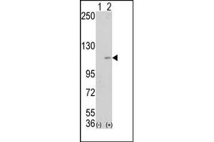 Image no. 1 for anti-Lysine (K)-Specific Demethylase 1A (KDM1A) (Middle Region) antibody (ABIN356729) (LSD1 抗体  (Middle Region))