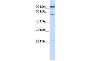 Western Blotting (WB) image for anti-Cell Division Cycle 45 Homolog (S. Cerevisiae) (CDC45) antibody (ABIN2459485) (CDC45 抗体)