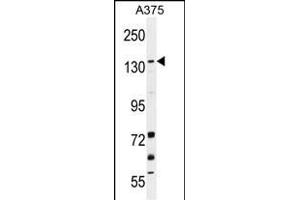 JMJD2B Antibody (N-term) (ABIN655890 and ABIN2845291) western blot analysis in  cell line lysates (35 μg/lane). (KDM4B 抗体  (N-Term))
