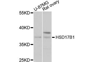 Western blot analysis of extracts of various cell lines, using HSD17B1 antibody (ABIN4903967) at 1:1000 dilution. (HSD17B1 抗体)