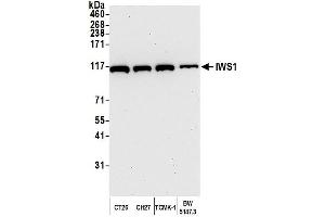 Western Blotting (WB) image for anti-IWS1 Homolog (IWS1) (AA 1-50) antibody (ABIN7449756) (IWS1 抗体  (AA 1-50))