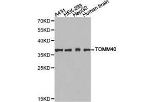 Western Blotting (WB) image for anti-Translocase of Outer Mitochondrial Membrane 40 Homolog (TOMM40) antibody (ABIN1875158) (TOMM40 抗体)