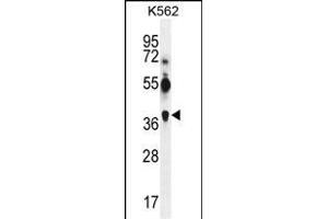 GEA12 Antibody (S96) (ABIN390104 and ABIN2840616) western blot analysis in K562 cell line lysates (35 μg/lane). (MAGEA12 抗体  (N-Term))