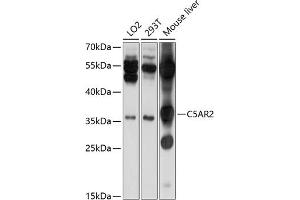 Western blot analysis of extracts of various cell lines, using C5 antibody (ABIN6127281, ABIN6137779, ABIN6137780 and ABIN6214892) at 1:1000 dilution. (GPR77 抗体  (AA 258-337))