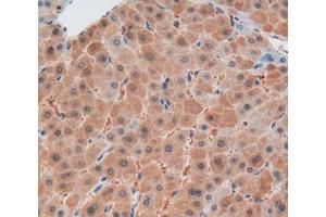 Used in DAB staining on fromalin fixed paraffin- embedded liver tissue (CNTNAP1 抗体  (AA 926-1190))