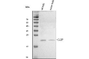 Western blot analysis of Camp using anti-Camp antibody (ABIN7602859).