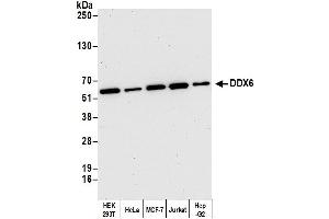 Western Blotting (WB) image for anti-DEAD (Asp-Glu-Ala-Asp) Box Polypeptide 6 (DDX6) (AA 425-483) antibody (ABIN7453597)