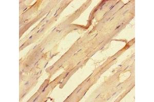 Immunohistochemistry of paraffin-embedded human skeletal muscle tissue using ABIN7168986 at dilution of 1:100 (STK25 抗体  (AA 1-426))