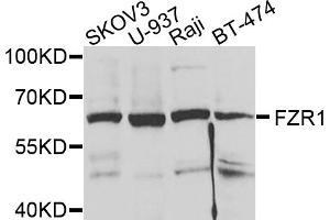 Western blot analysis of extracts of various cell lines, using FZR1 antibody. (FZR1 抗体)
