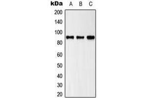 Western blot analysis of ZAK expression in HeLa (A), HepG2 (B), NIH3T3 (C) whole cell lysates. (ZAK 抗体  (C-Term))