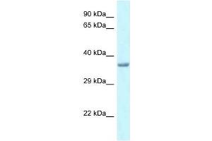 Western Blot showing Pitx1 antibody used at a concentration of 1. (PITX1 抗体  (Middle Region))