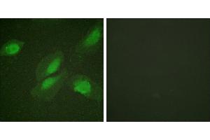 Peptide - +Immunofluorescence analysis of HeLa cells, using Akt (Ab-326) antibody. (AKT1 抗体)