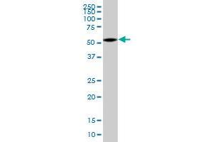 GPS1 MaxPab polyclonal antibody. (GPS1 抗体  (AA 1-527))