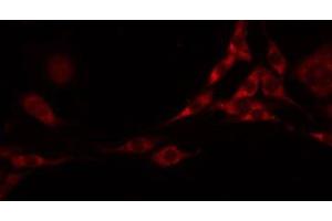 ABIN6277863 staining Hela by IF/ICC. (FLT3LG 抗体  (C-Term))