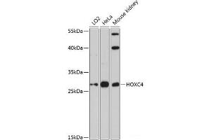 Western blot analysis of extracts of various cell lines using HOXC4 Polyclonal Antibody at dilution of 1:3000. (HOXC4 抗体)
