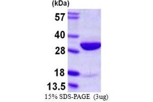 SDS-PAGE (SDS) image for High Mobility Group Box 2 (HMGB2) (AA 1-209) protein (His tag) (ABIN667939) (HMGB2 Protein (AA 1-209) (His tag))