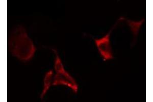 ABIN6274649 staining Hela cells by IF/ICC. (CYP2E1 抗体  (Internal Region))