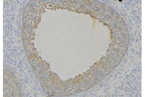 ABIN6276806 at 1/100 staining Human uterus tissue by IHC-P. (Decorin 抗体  (Internal Region))