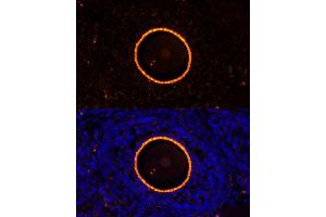 Immunofluorescence analysis of rat oophoroma cells using ZP2 antibody (ABIN6128965, ABIN6150534, ABIN6150535 and ABIN6214263) at dilution of 1:100. (ZP2 抗体  (AA 651-745))