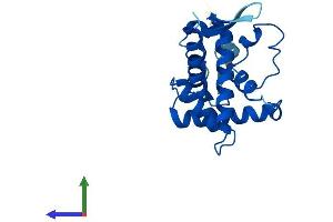 AlphaFold protein structure predicition of Mouse Recombinant Rps5 Protein, UniprotID P97461