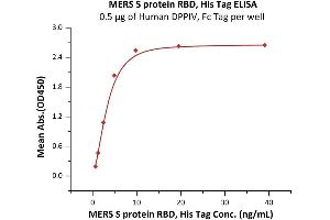 Immobilized Human DPPIV, Fc Tag (ABIN2180984,ABIN2180983) at 5 μg/mL (100 μL/well) can bind MERS S protein RBD, His Tag (ABIN6973153) with a linear range of 0.
