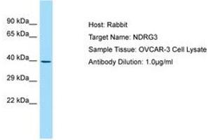 Image no. 1 for anti-NDRG Family Member 3 (NDRG3) (C-Term) antibody (ABIN6750001)