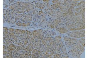ABIN6272846 at 1/100 staining Human pancreas tissue by IHC-P. (HLA-E 抗体)