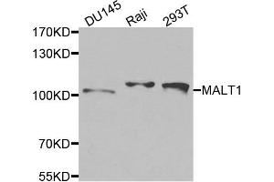 Western blot analysis of extracts of various cells, using MALT1 antibody.
