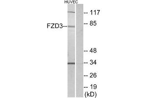 Western Blotting (WB) image for anti-Frizzled Family Receptor 3 (FZD3) (Internal Region) antibody (ABIN1852951) (FZD3 抗体  (Internal Region))