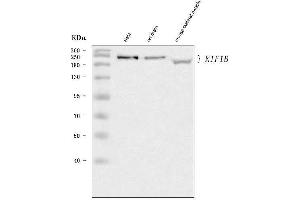 Western blot analysis of KIF1B using anti-KIF1B antibody (ABIN7601588).