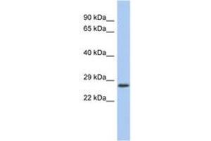 Image no. 1 for anti-VENT Homeobox (VENTX) (AA 71-120) antibody (ABIN6742617) (VENTX 抗体  (AA 71-120))