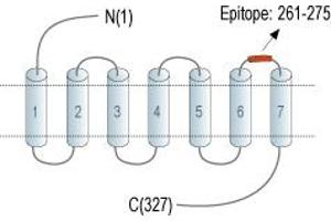 anti-G Protein-Coupled Receptor 55 (GPR55) (3rd Extracellular Loop), (AA 261-275) antibody (FITC)