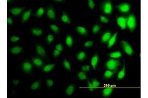 Image no. 4 for anti-Histone Cluster 1, H3d (HIST1H3D) (AA 1-61) antibody (ABIN1498666) (HIST1H3D 抗体  (AA 1-61))