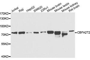 Western blot analysis of extracts of various cell lines, using CBFA2T2 antibody.