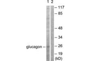 Western blot analysis of extracts from COS7 cells, using Glucagon Antibody. (Glucagon 抗体  (AA 61-110))