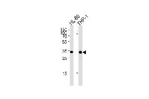 Western blot analysis in HL-60,THP-1 cell line lysates (35ug/lane). (MDH1 抗体  (C-Term))