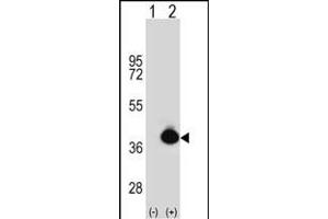 Western blot analysis of POLDIP2 (arrow) using rabbit polyclonal POLDIP2 Antibody (C-term) (ABIN391925 and ABIN2841735). (POLDIP2 抗体  (C-Term))