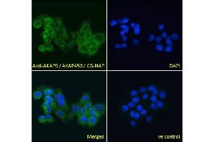 ABIN185354 Immunofluorescence analysis of paraformaldehyde fixed A431 cells, permeabilized with 0. (AKAP9 抗体  (C-Term))